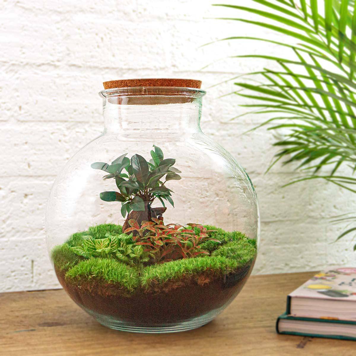 Terrarium à composer bouteille en verre recyclé - Ø31-H30cm - avec kit 4 outils - Ficus Fittonia - Terrarium DIY - Image 3