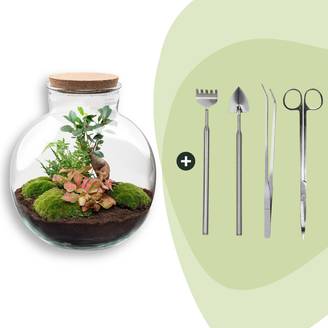 Terrarium à composer bouteille en verre recyclé - Ø31-H30cm - avec kit 4 outils - Ficus Fittonia - Terrarium DIY