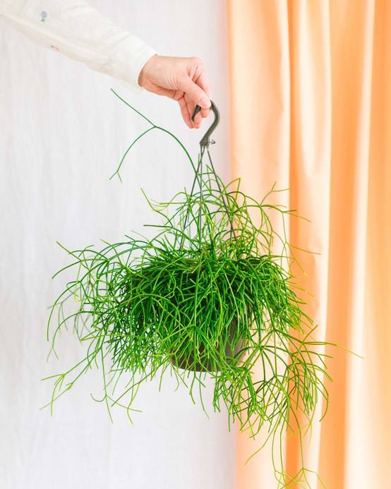 Rhipsalis Pulchra 35cm - Plante d'intérieur- La Green Touch - Image 2