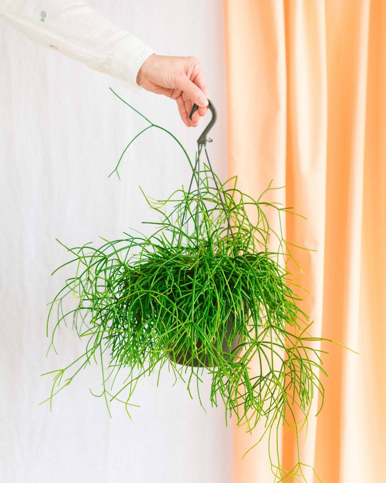 Rhipsalis Pulchra 35cm - Plante d'intérieur- La Green Touch - Image 2