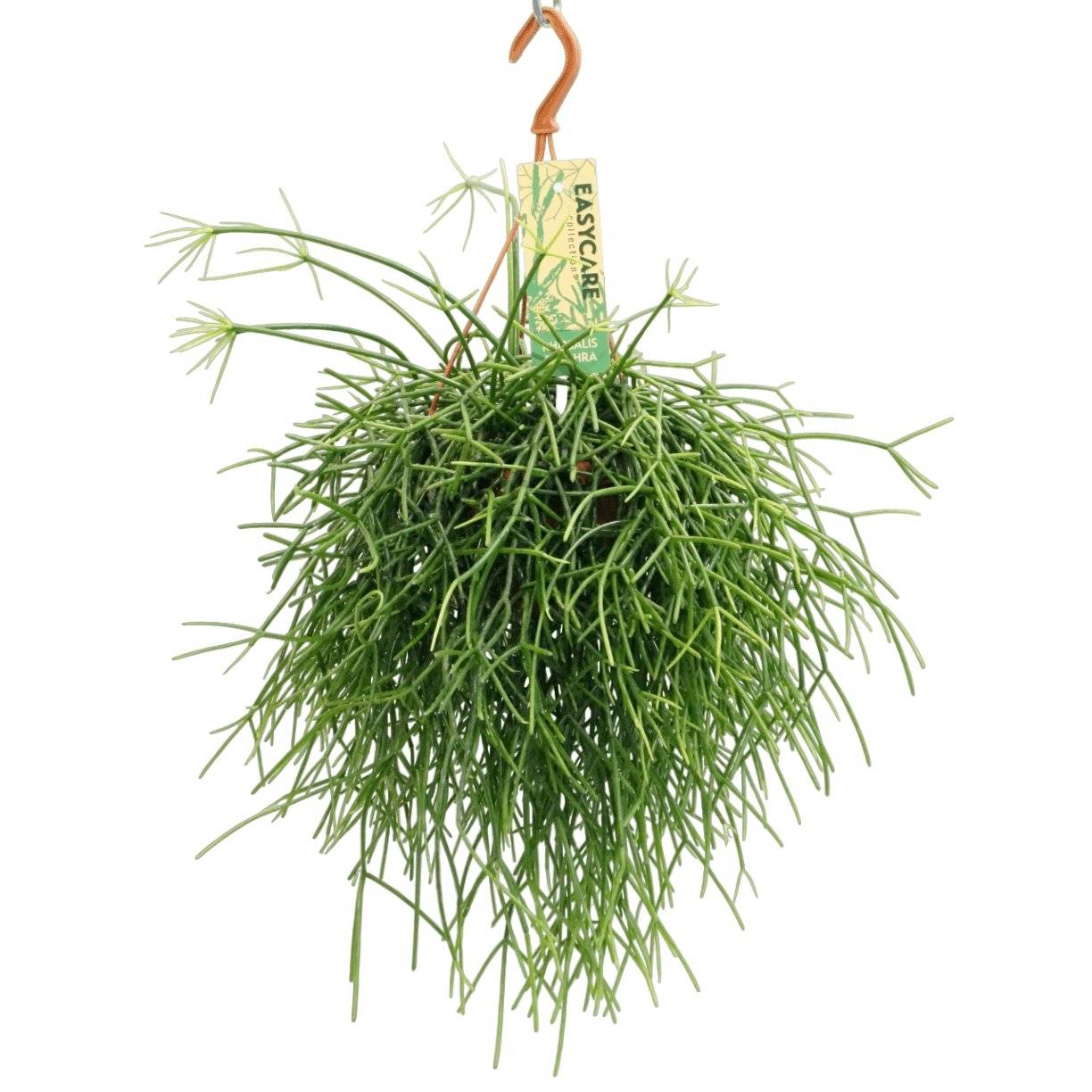 Rhipsalis Pulchra 35cm - Plante d'intérieur- La Green Touch - Image 3