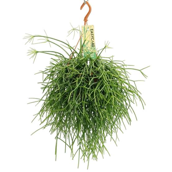 Rhipsalis Pulchra 35cm - Plante d'intérieur- La Green Touch - Image 1