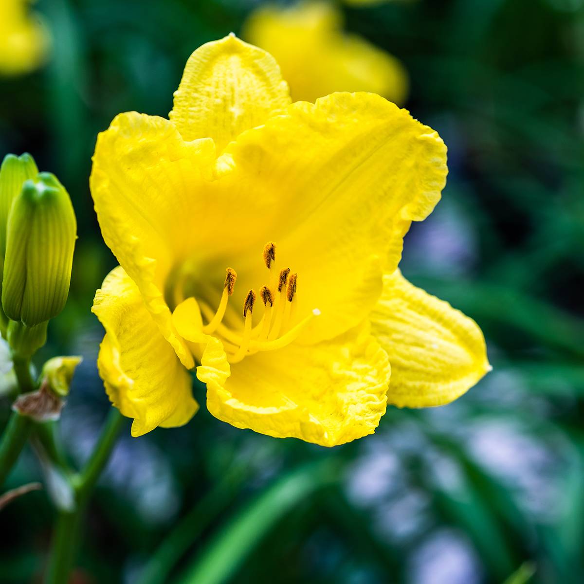 Promesse de Fleurs - Hémérocalle Happy Returns - Lis d'un jour jaune citron Godet de 8/9 cm