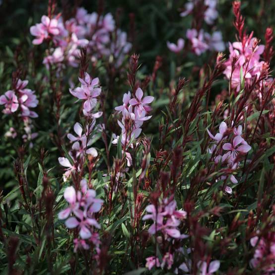 Promesse de Fleurs - Gaura lindheimeri Passionate Blush Pot de 2L/3L