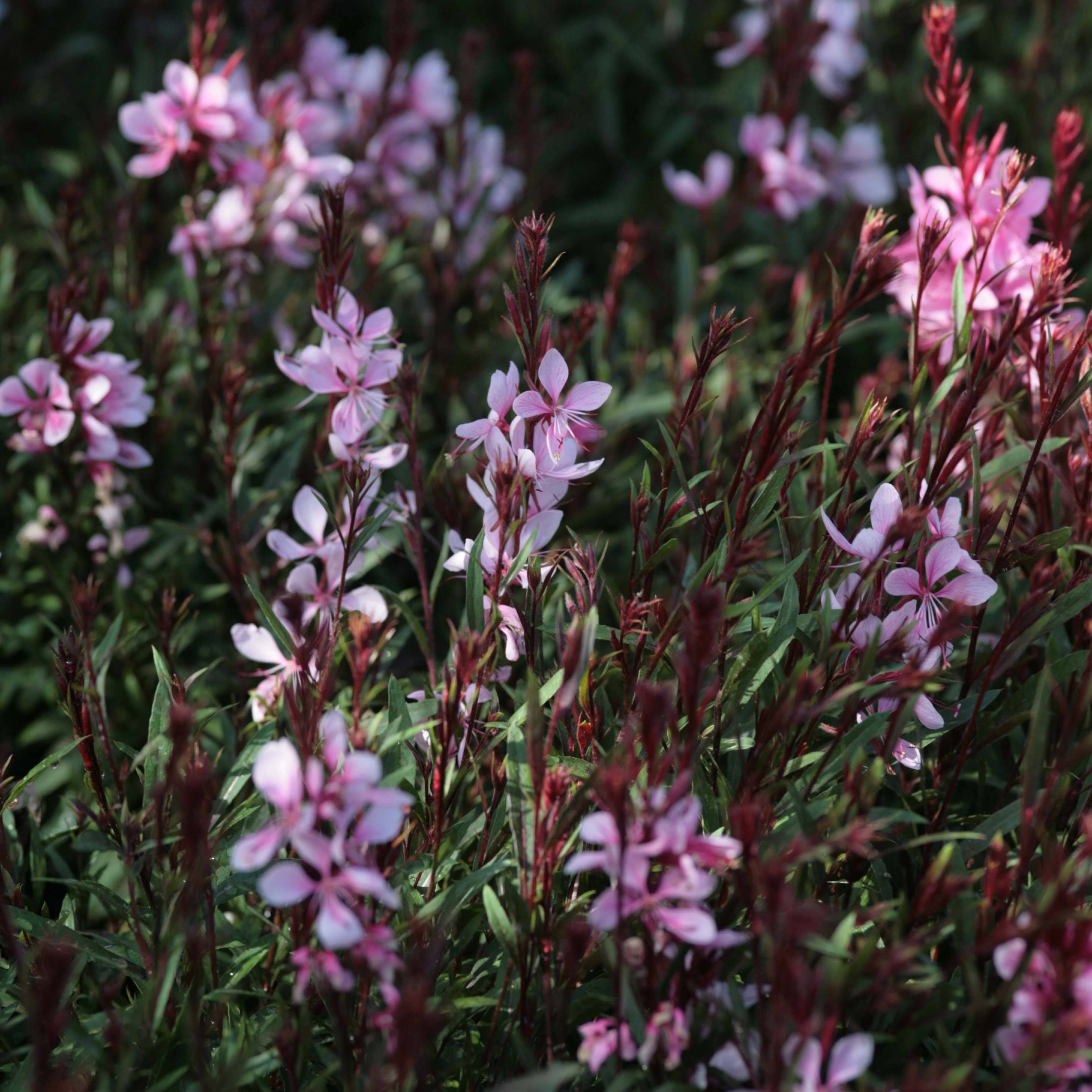 Promesse de Fleurs - Gaura lindheimeri Passionate Blush  Pot de 2L/3L