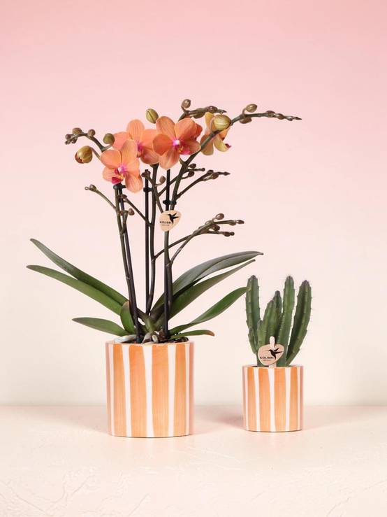 Ensemble de Plantes Orchidée Phalaenopsis Orange Bolzano et Plante Succulente, Pots Décoratifs en Céramique - Image 1