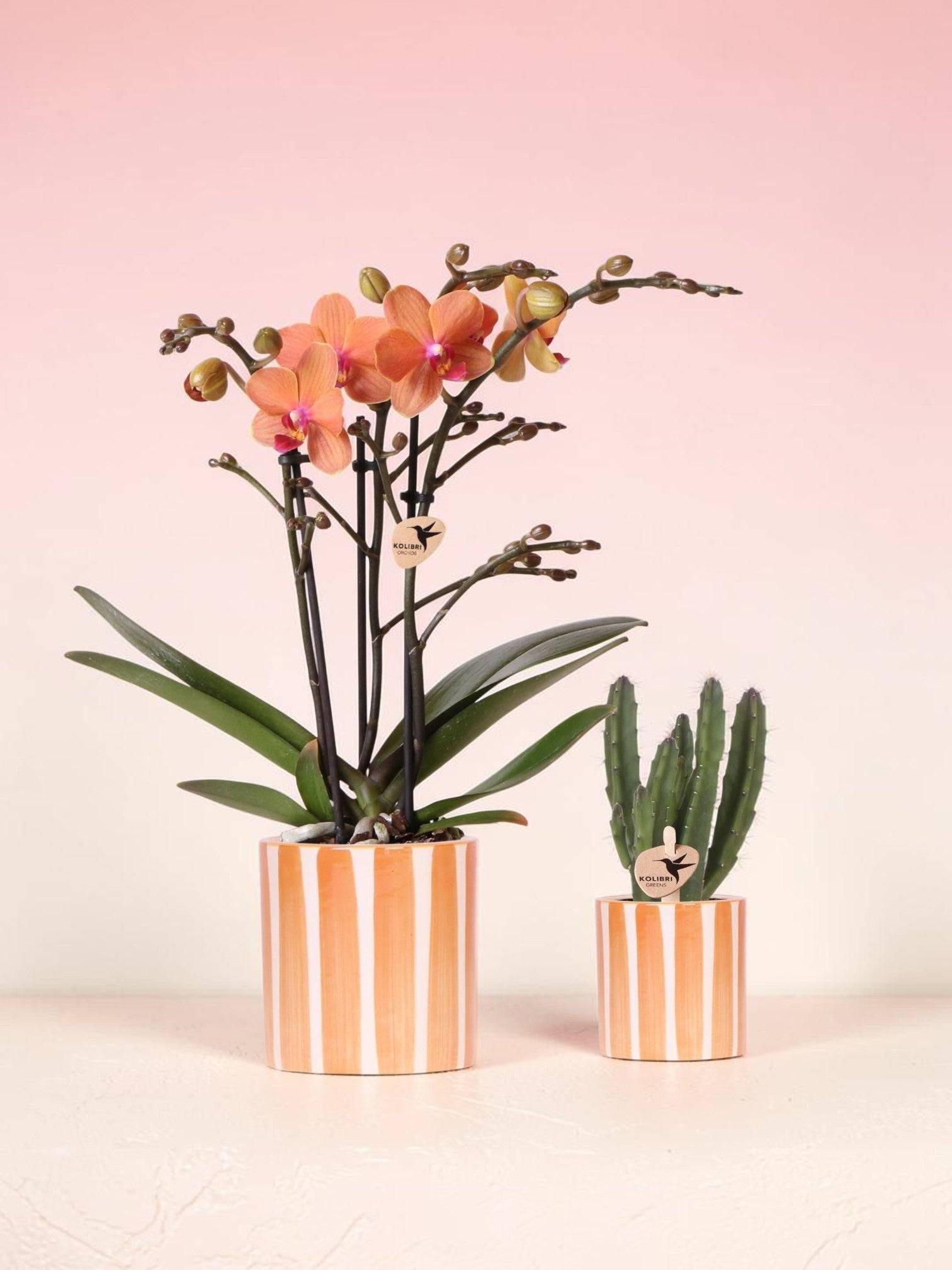 Ensemble de Plantes Orchidée Phalaenopsis Orange Bolzano et Plante Succulente, Pots Décoratifs en Céramique - Image 1