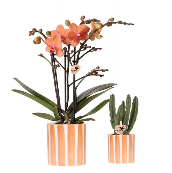 Ensemble de Plantes Orchidée Phalaenopsis Orange Bolzano et Plante Succulente, Pots Décoratifs en Céramique - Image 2