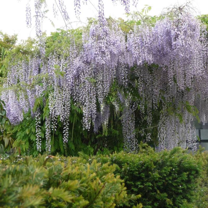 Glycine du Japon Macrobotrys à fleurs Bleue - feuillage Caduc - Pot de 3L - Echelle bambou 60/120 cm-  hauteur à maturité De 10,00 m à 20,00 m - Image 1