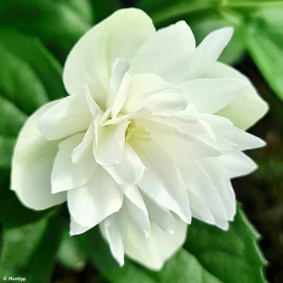 Seringat - Philadelphus Pearls of Perfume Pot de 4L/5L