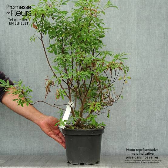 Azalée caduque - Azalea canescens Pot de 4L/5L - Image 2