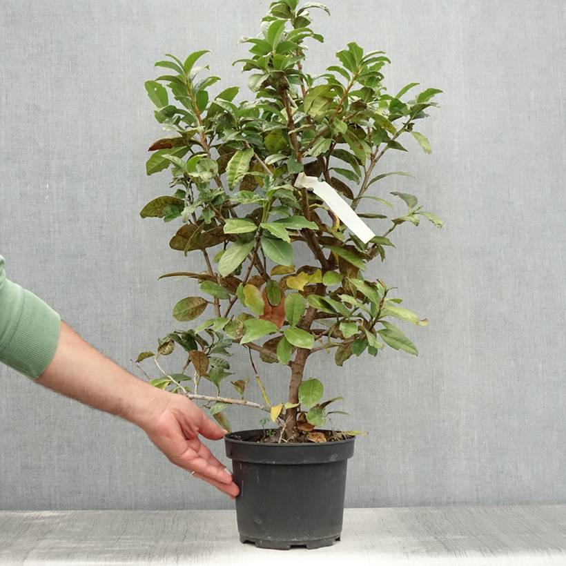 Laurier cerise - Prunus laurocerasus Ani Pot de 3L/4L - Image 2