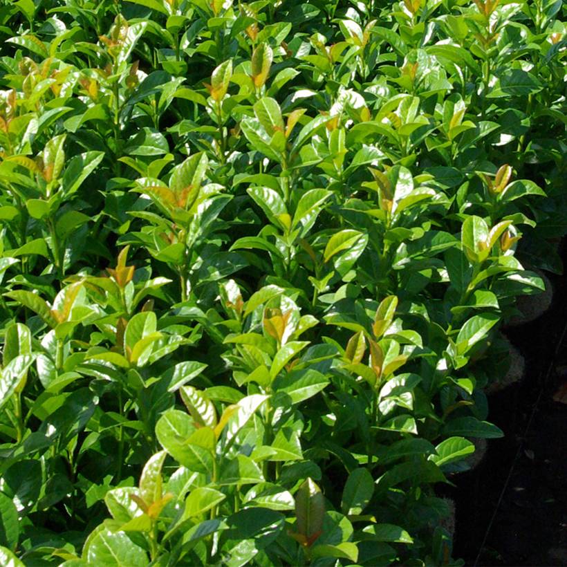 Promesse de Fleurs - Laurier cerise - Prunus laurocerasus Ani Pot de 3L/4L