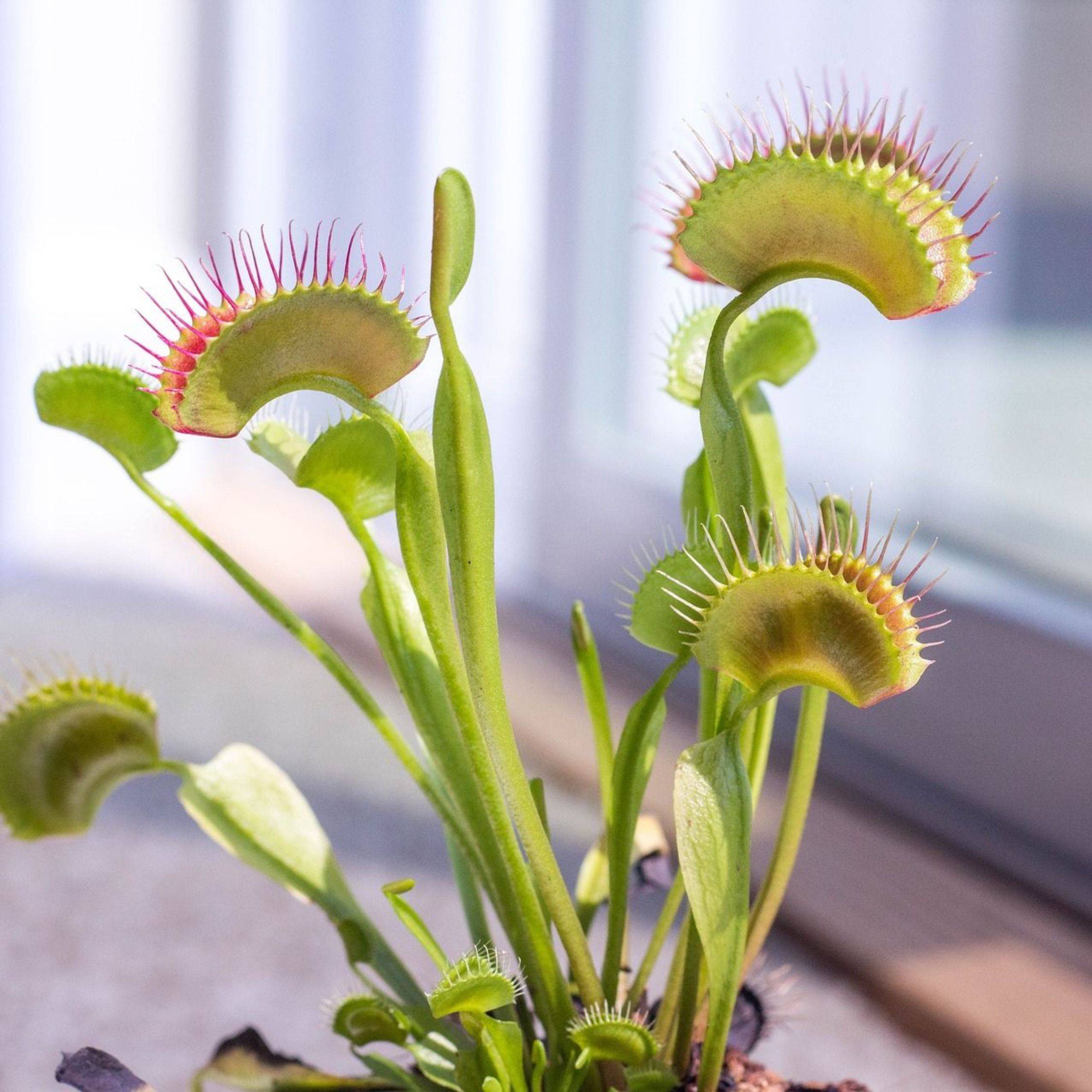 Plant In A Box - Vénus attrape-mouches - Set de 3 - Dionaea muscipula - Hauteur 5-15cm - ⌀5,5cm - Image 2