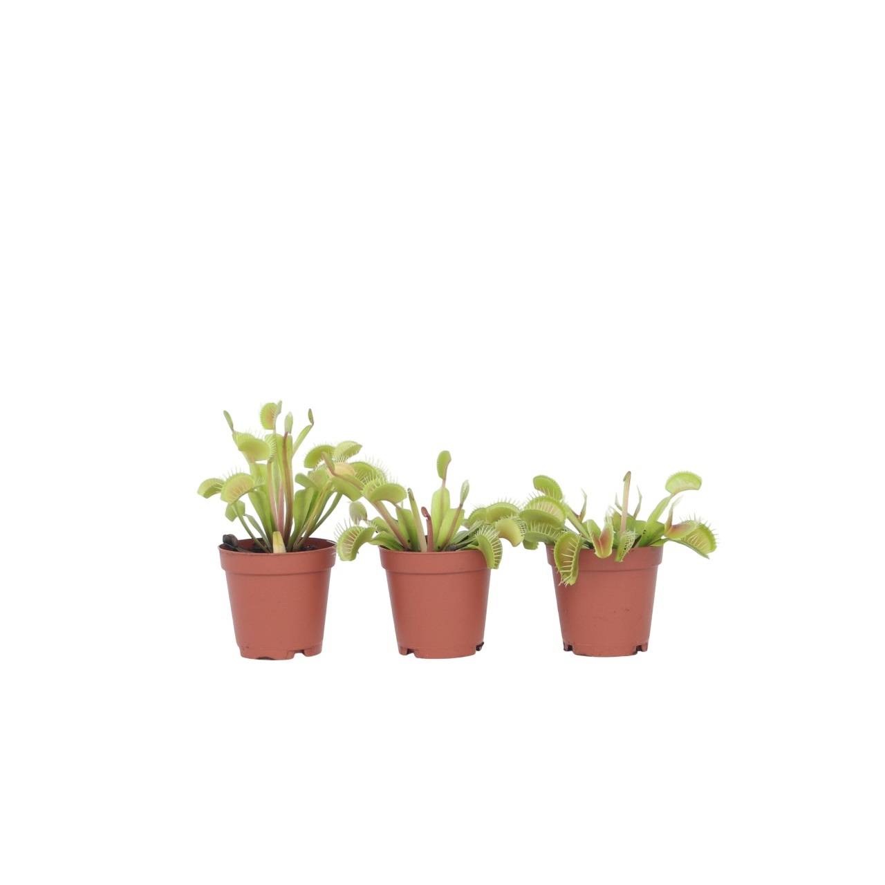 Plant In A Box - Vénus attrape-mouches - Set de 3 - Dionaea muscipula - Hauteur 5-15cm - ⌀5,5cm - Image 1