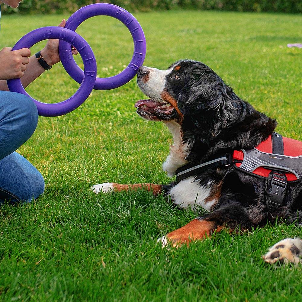 Ferplast - Ferplast Jouet Chien, Anneau Entrainement Chien à Mâcher, Course, Saut, Tir, Matériau Robuste Non Toxique, Flottant, PULLER STANDARD, Jouets pour - Image 5