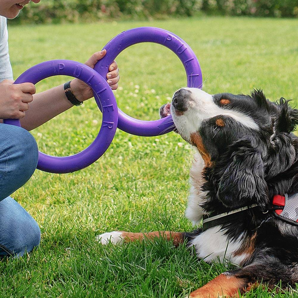 Ferplast - Ferplast Jouet Chien, Anneau Entrainement Chien à Mâcher, Course, Saut, Tir, Matériau Robuste Non Toxique, Flottant, PULLER STANDARD, Jouets pour - Image 6