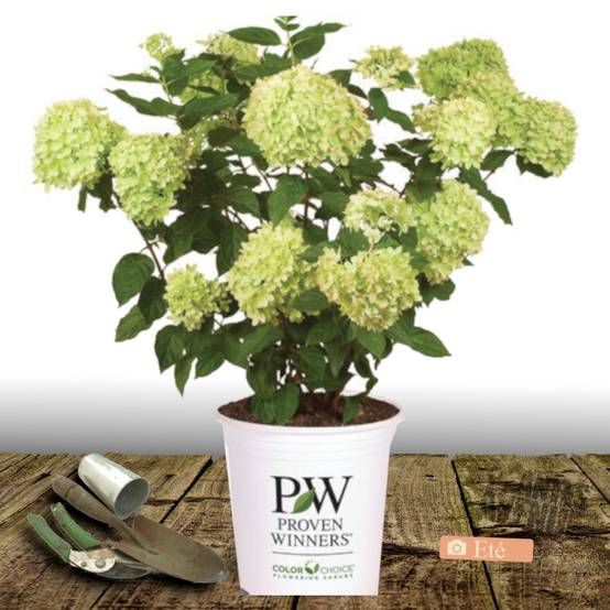 Hortensia paniculata Little Lime® 'Jane', Hydrangea paniculata à fleurs Blanche - feuillage Caduc - Pot de 7,5L - 60/80 cm- hauteur à maturité De 1,0 - Image 2
