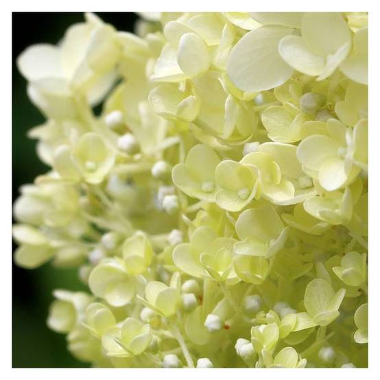 Hortensia paniculata Little Lime® 'Jane', Hydrangea paniculata à fleurs Blanche - feuillage Caduc - Pot de 7,5L - 60/80 cm- hauteur à maturité De 1,0 - Image 1