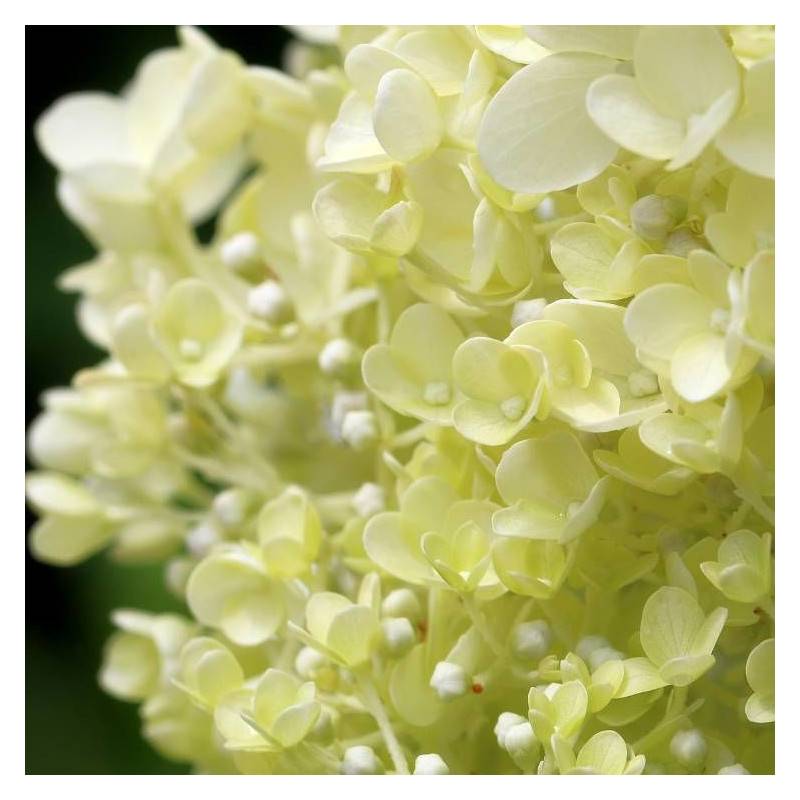 Hortensia paniculata Little Lime® 'Jane', Hydrangea paniculata à fleurs Blanche - feuillage Caduc - Pot de 7,5L - 60/80 cm-  hauteur à maturité De 1,0 - Image 1