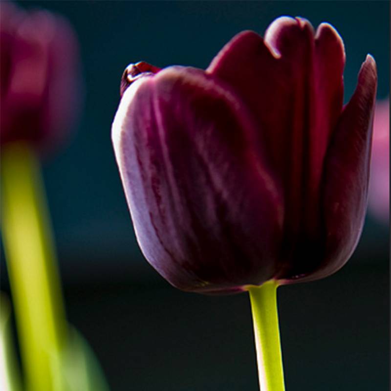 Promesse de Fleurs - Tulipe Triomphe Paul Scherer Bulbe calibre 12+ (par 5)