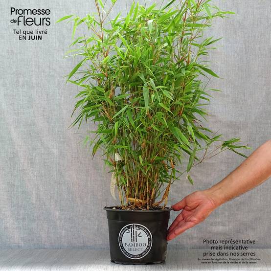 Bambou non traçant - Fargesia rufa Pot de 4L/5L - Image 2
