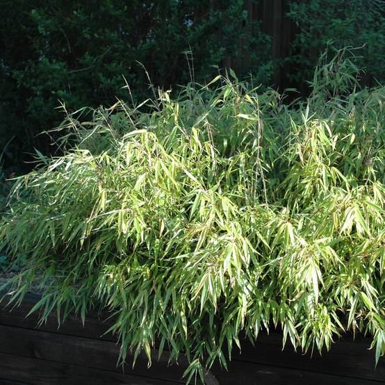 Bambou non traçant - Fargesia rufa Pot de 4L/5L - Image 1