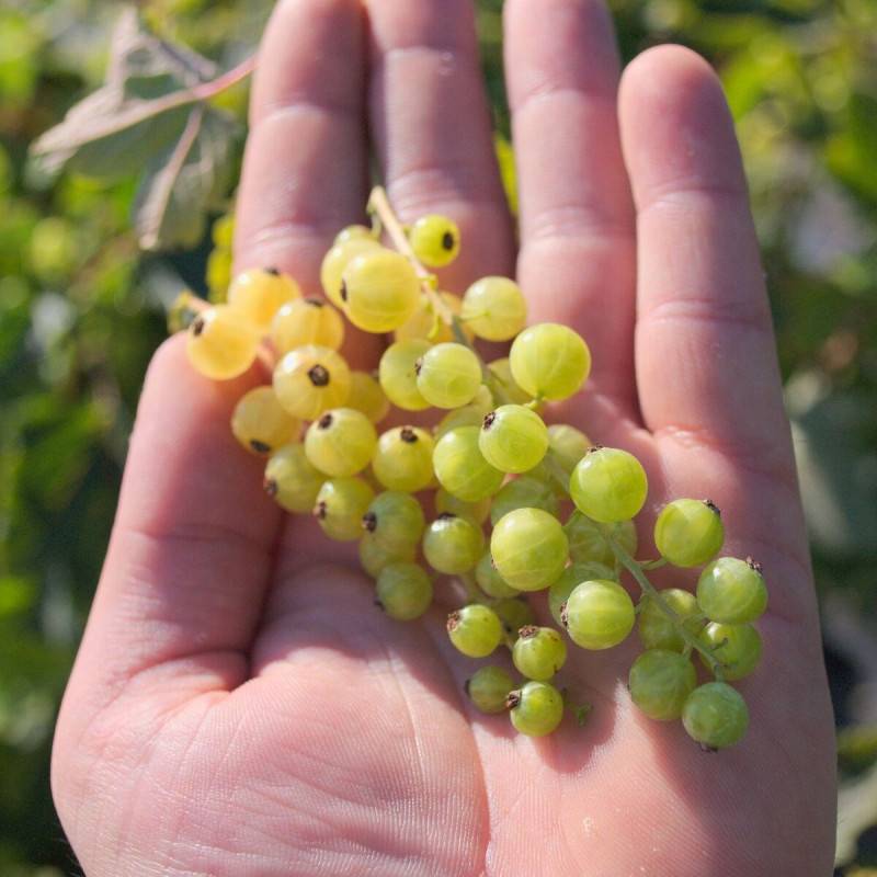 Groseillier à grappes Versaillaise Blanche - Bon rendement - Pot de 3L - 30/60 cm - De 1,00 m à 1,50 m - Image 1