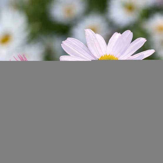 Promesse de Fleurs - Chrysanthemum arcticum Roseum, Marguerite Godet de 8/9 cm