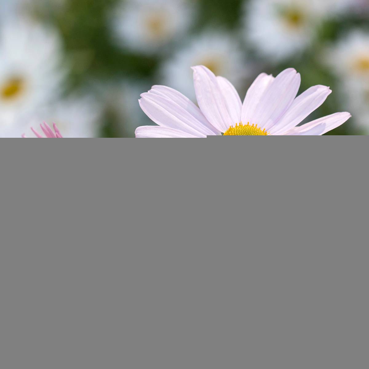 Promesse de Fleurs - Chrysanthemum arcticum Roseum, Marguerite Godet de 8/9 cm