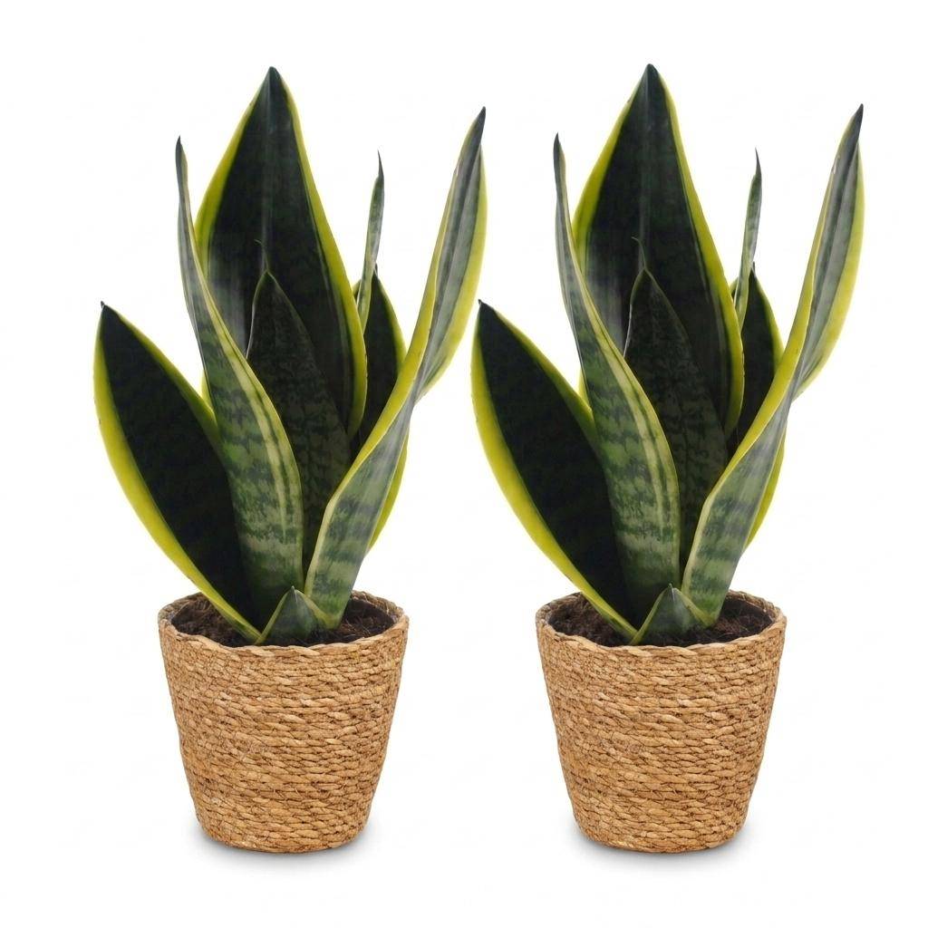 La Green Touch - Sansevieria Future Superb - Langue de belle-mère - Lot de 2 plantes - Panier en jonc de mer inclus - Pot Ø12 cm, H 35 cm - Image 2