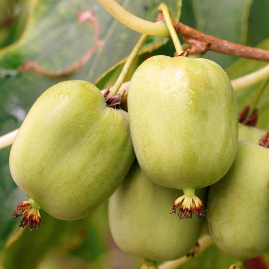 Kiwi arguta Kokuwa - Kiwaï Pot de 2L/3L
