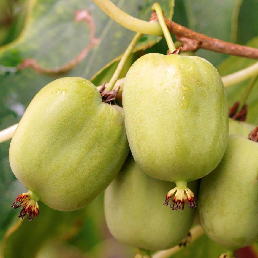 Kiwi arguta Kokuwa - Kiwaï Pot de 2L/3L