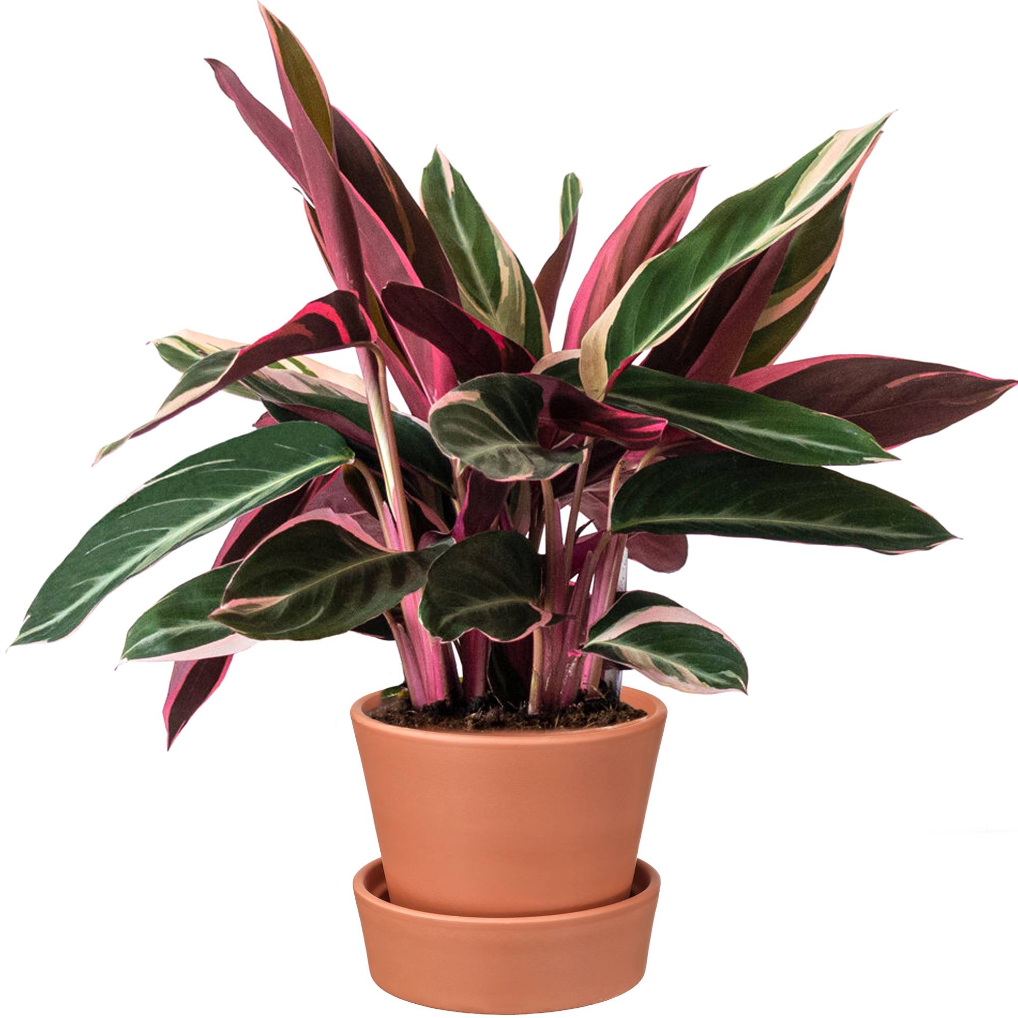 Gardenersdream - Calathea Triostar Populaire | Cadeau De Plante D'Intérieur Qualité Supérieur À Vendre | (40-50Cm Pot Inclus) - GardenersDream - Image 1