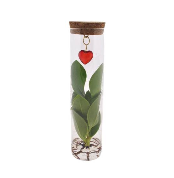 Clusia en Tube et Bijou Coeur - Image 2