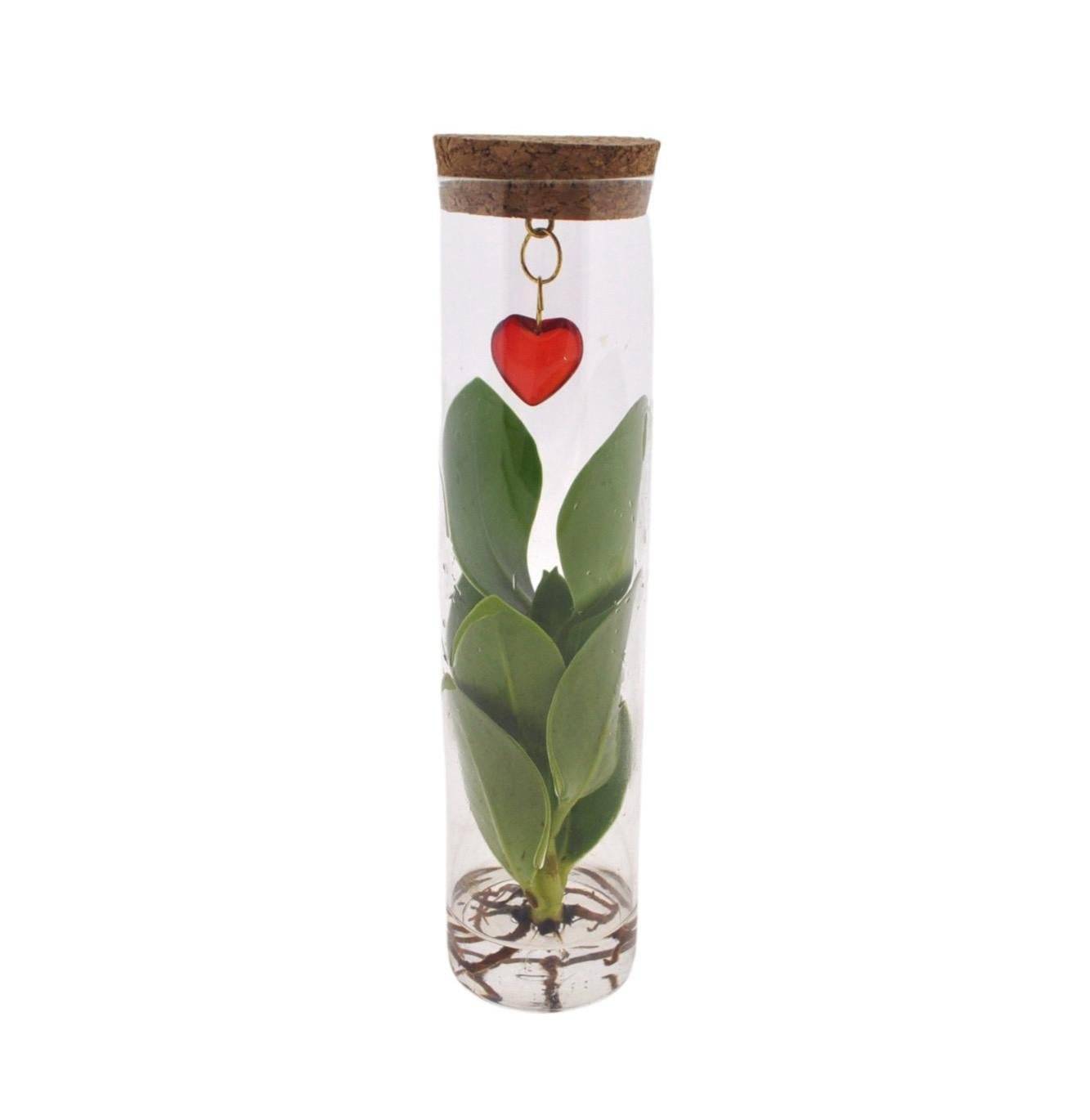 Clusia en Tube et Bijou Coeur - Image 2
