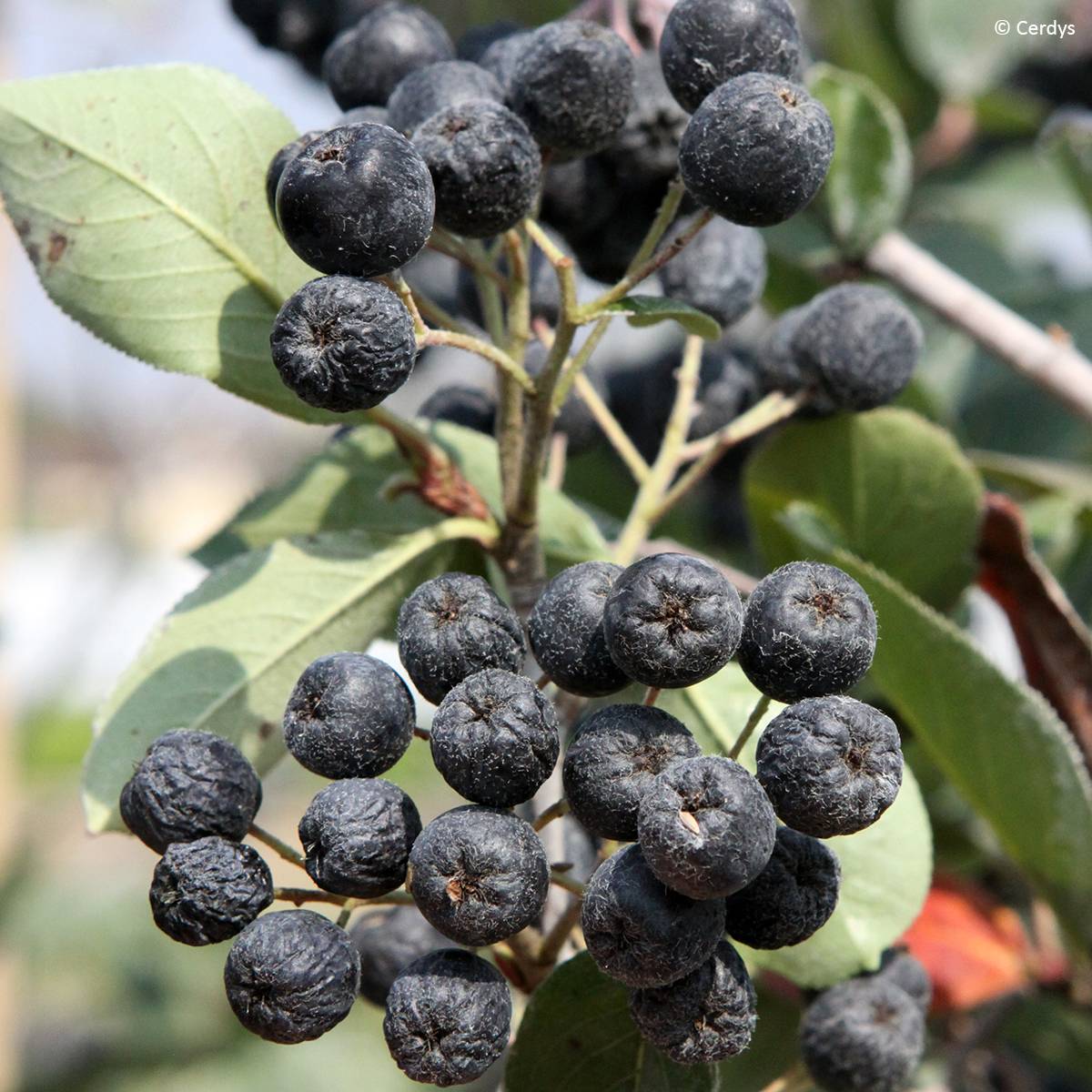Aronia x prunifolia Rubina - Aronie à feuille de prunier Pot de 1,5L/2L, Touffe