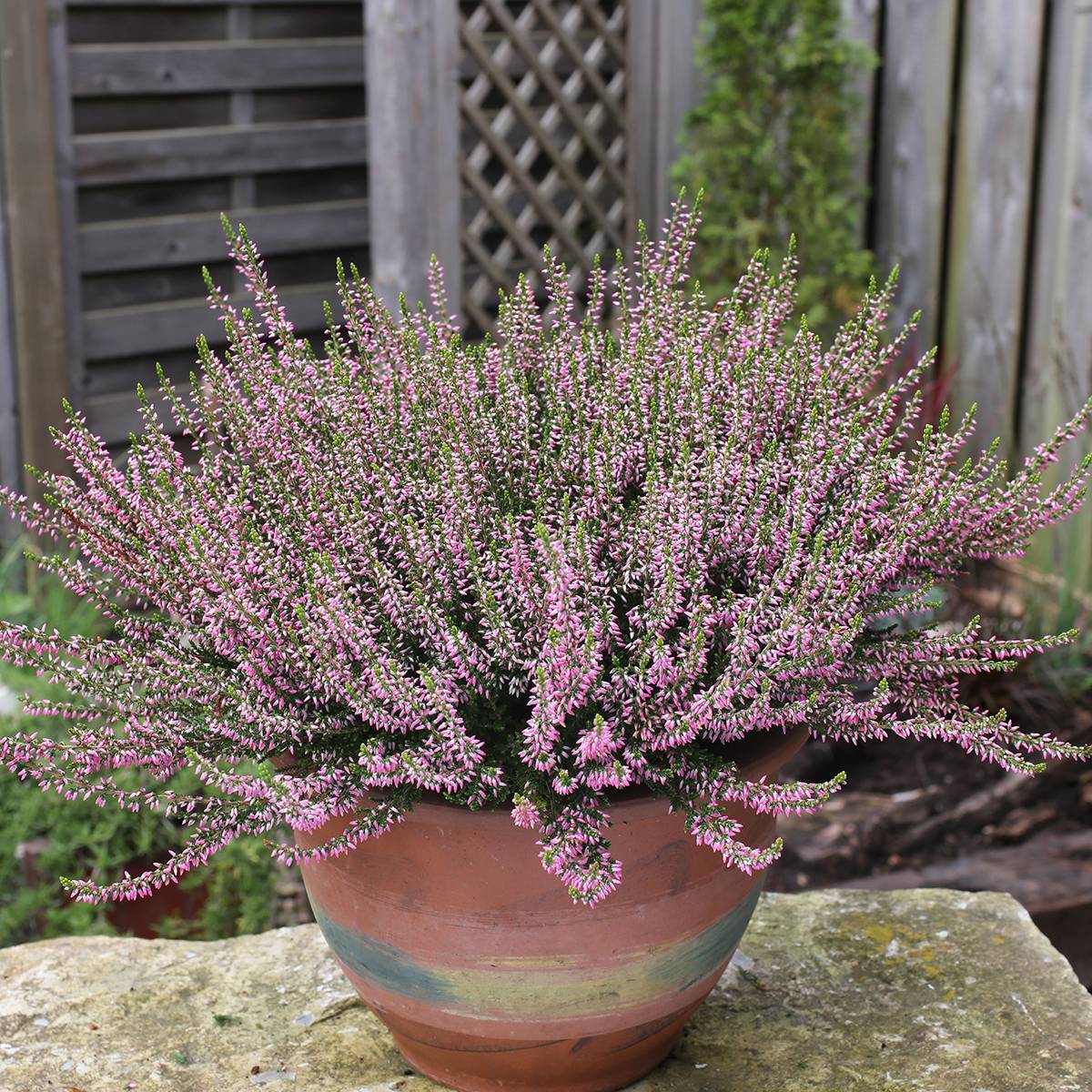 Bruyère d'été - Calluna Garden Girls Pink Angie Pot de 1L/1,5L