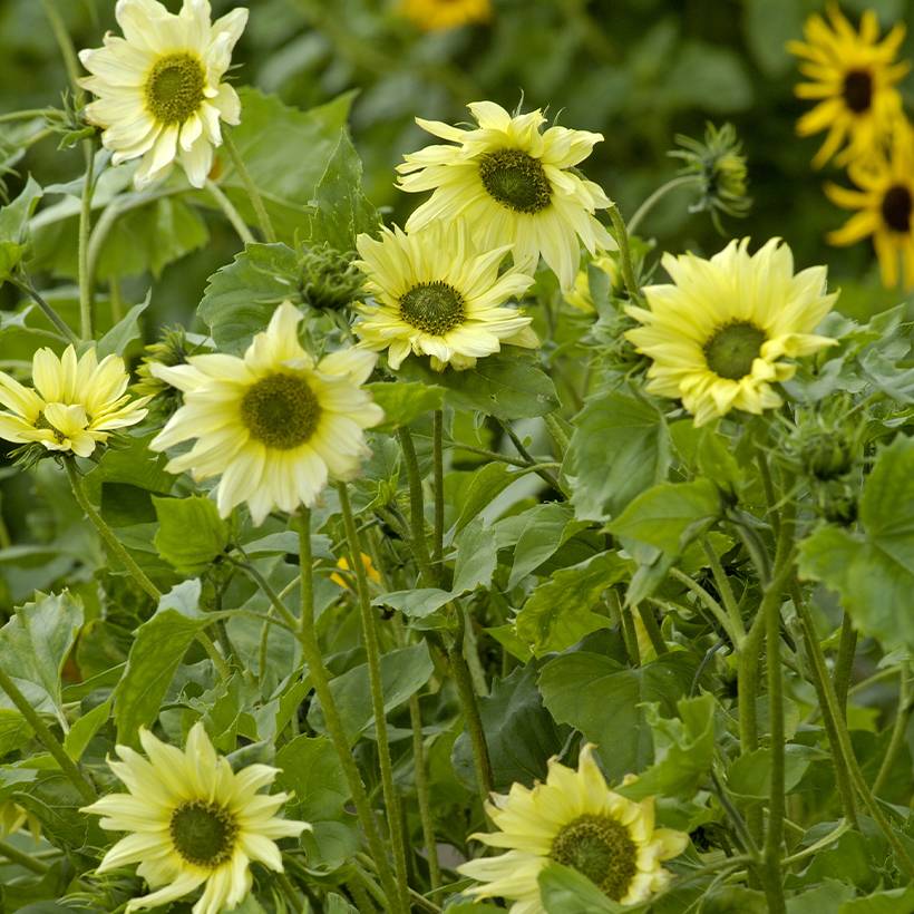 Promesse de Fleurs - Graines de Tournesol Italian Green Heart - Helianthus debilis subsp. cucumerifolius le sachet de 150 graines environ (1g)