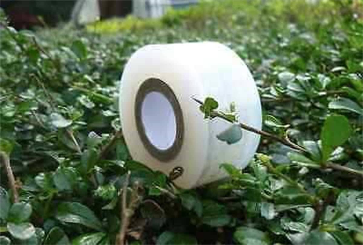 Ruban de greffage élastique transparent pour plantes et arbres fruitiers, 3 cm x 200 m-Lytech - Image 2