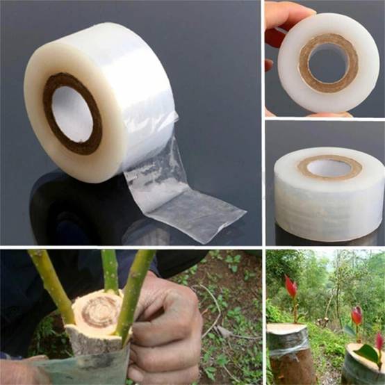 Ruban de greffage élastique transparent pour plantes et arbres fruitiers, 3 cm x 200 m-Lytech - Image 4