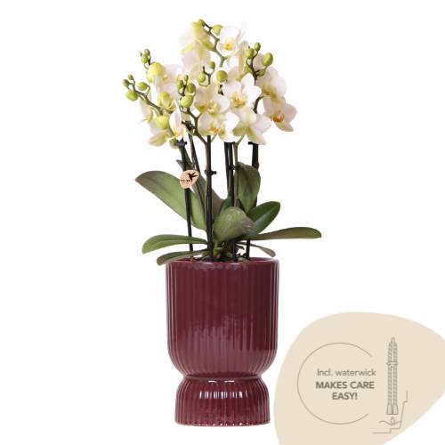 Orchidée Phalaenopsis 'Lausanne' blanche - Pot de 9cm - Diabolo rouge - Plantes d'intérieur - Image 1