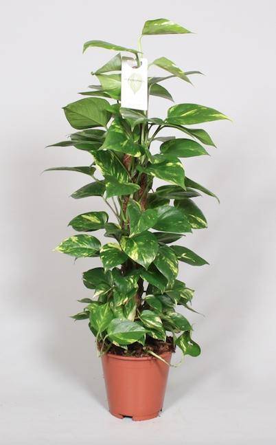 La Green Touch - Epipremnum Pinnatum Mosstok 80cm Scindapsus - Image 1