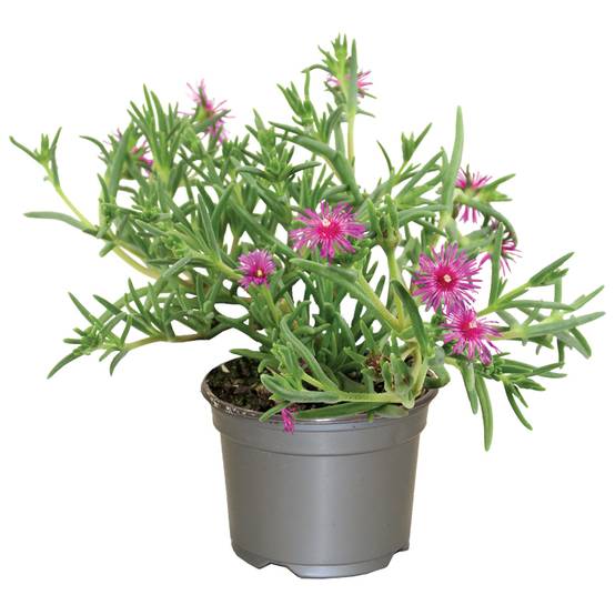 Delosperma cooperi pot 10,5 cm rose - Image 1