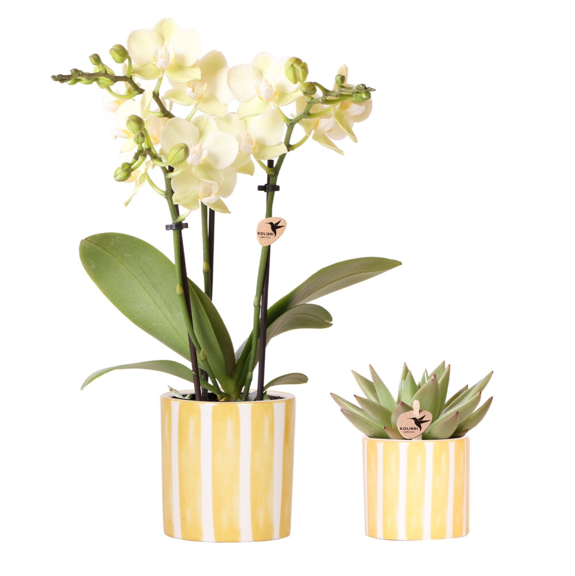 Orchidée Phalaenopsis & Echeveria en Pot Rayé Decoratif - Image 3