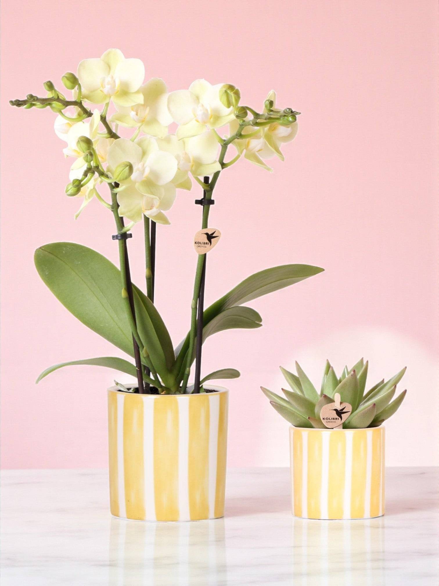 Orchidée Phalaenopsis & Echeveria en Pot Rayé Decoratif - Image 1