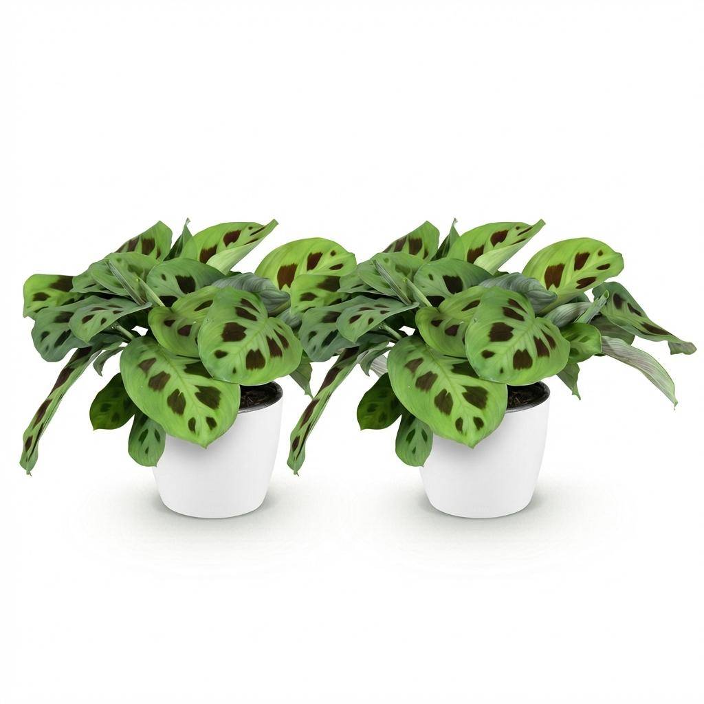 Maranta Fascinator Kerchoveana - Pet-friendly - Pot de 12cm - Hauteur 25cm - 2 plantes - Blanc - Plantes d'intérieur - Image 2