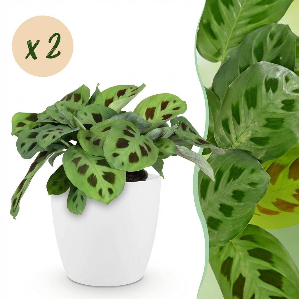 Maranta Fascinator Kerchoveana - Pet-friendly - Pot de 12cm - Hauteur 25cm - 2 plantes - Blanc - Plantes d'intérieur - Image 1