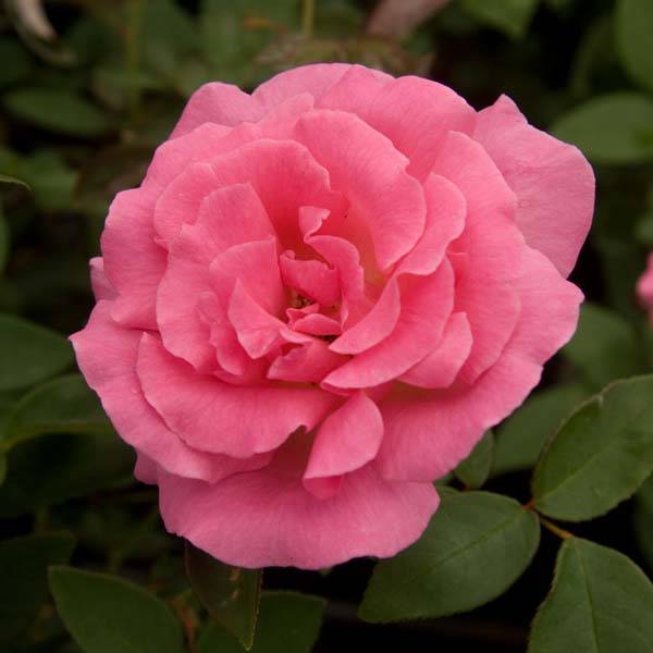 Rosier grimpant Zephirine Drouhin Racines nues en motte
