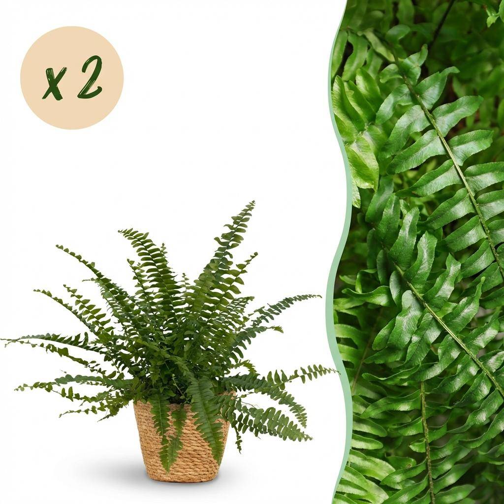 Nephrolepsis exaltata Green Lady - Pet-friendly - Pot de 12cm - Hauteur 25-30cm - 2 plantes - Panier - Plantes d'intérieur - Image 1
